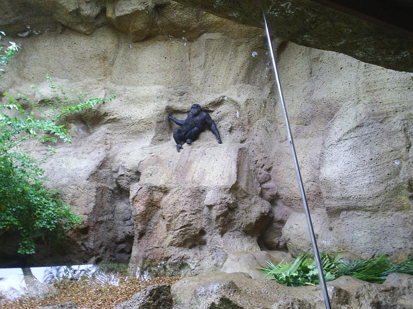 Foto de Puerto de la Cruz (Santa Cruz de Tenerife), España
