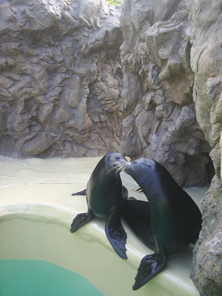 Foto de Puerto de la Cruz (Santa Cruz de Tenerife), España