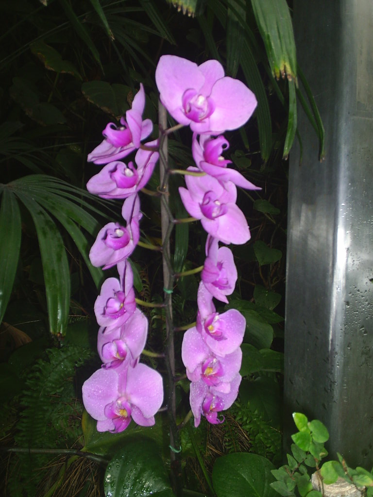 Foto de Puerto de la Cruz (Santa Cruz de Tenerife), España
