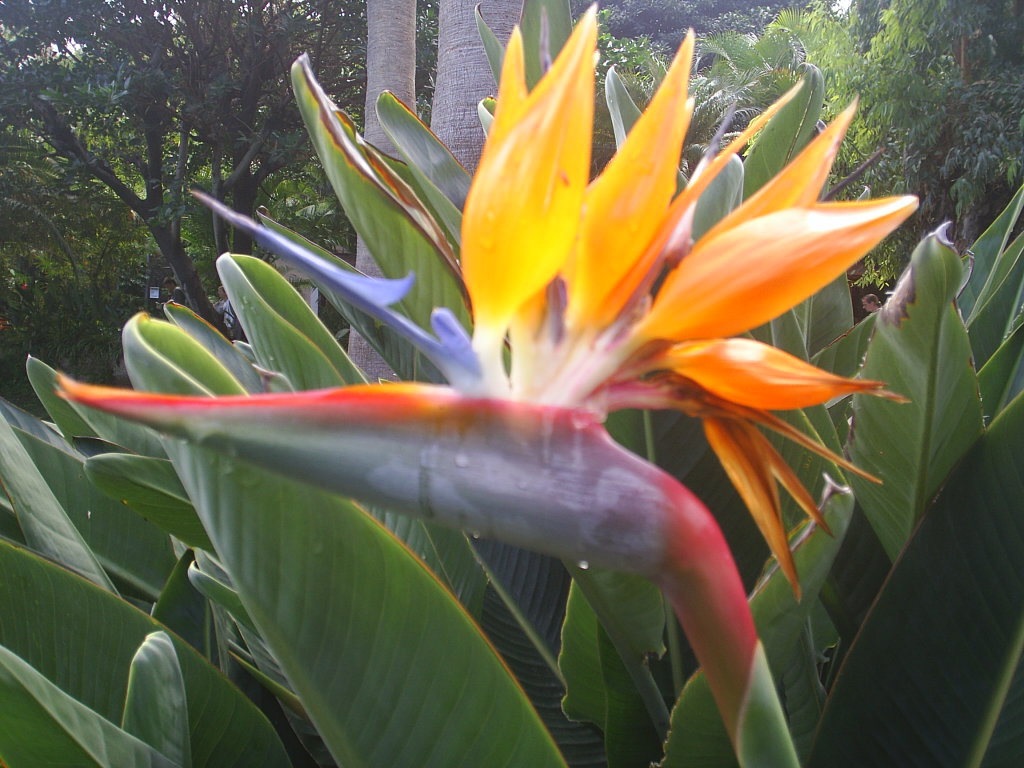 Foto de Puerto de la Cruz (Santa Cruz de Tenerife), España