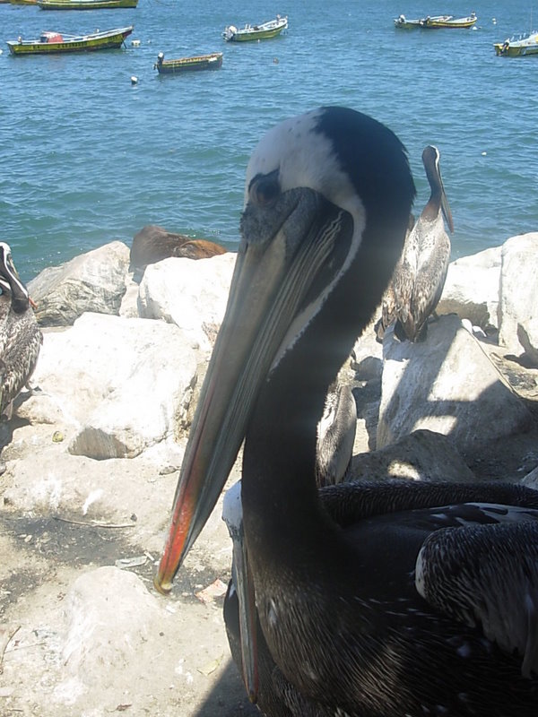 Foto de San Antonio, Chile