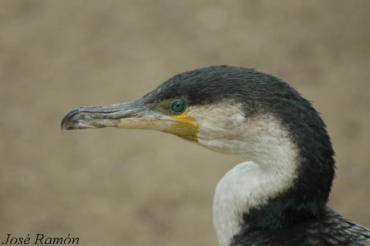 Foto de Jerez de la Frontera (Cádiz), España