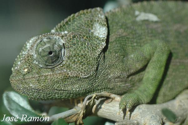 Foto de Jerez de la Frontera (Cádiz), España