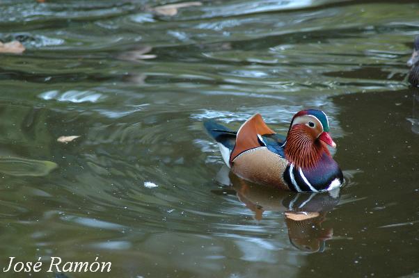 Foto de Jerez de la Frontera (Cádiz), España
