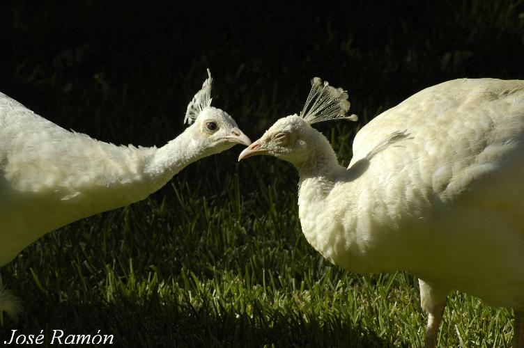 Foto de Jerez de la Frontera (Cádiz), España