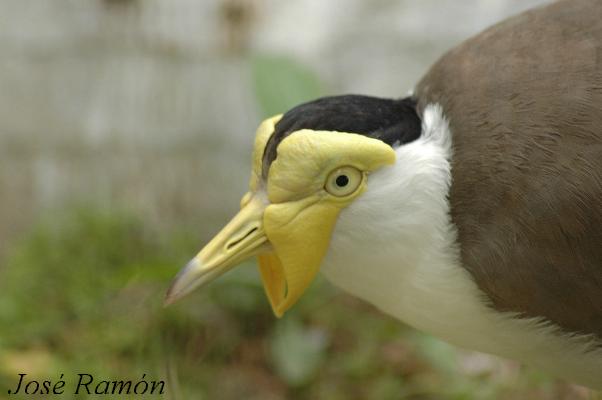 Foto de Jerez de la Frontera (Cádiz), España