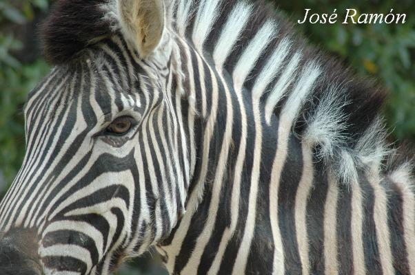 Foto de Jerez de la Frontera (Cádiz), España