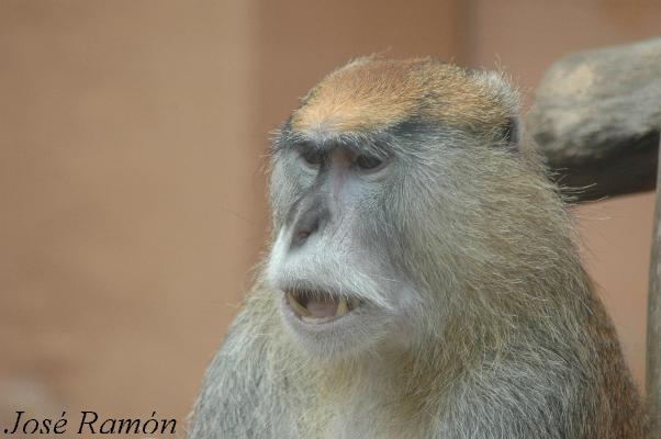 Foto de Jerez de la Frontera (Cádiz), España