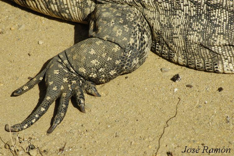 Foto de Jerez de la Frontera (Cádiz), España