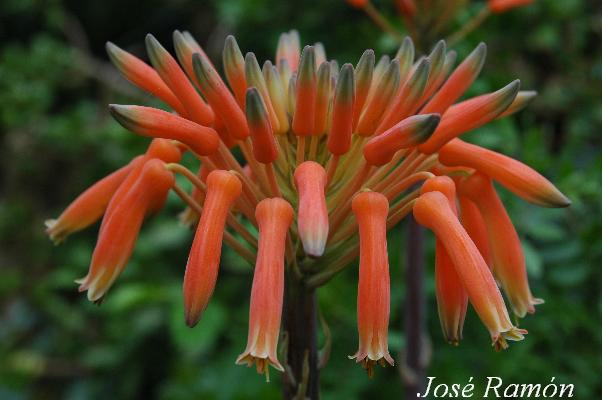 Foto de Jerez de la Frontera (Cádiz), España