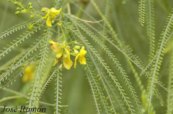 Foto de Jerez de la Frontera (Cádiz), España