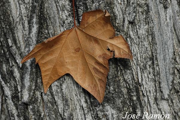 Foto de Jerez de la Frontera (Cádiz), España