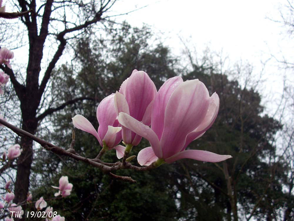 Foto de Oviedo (Asturias), España