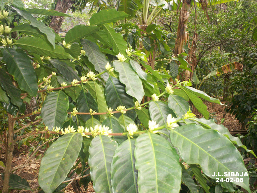 Foto de San Ignacio de Acosta (San José), Costa Rica
