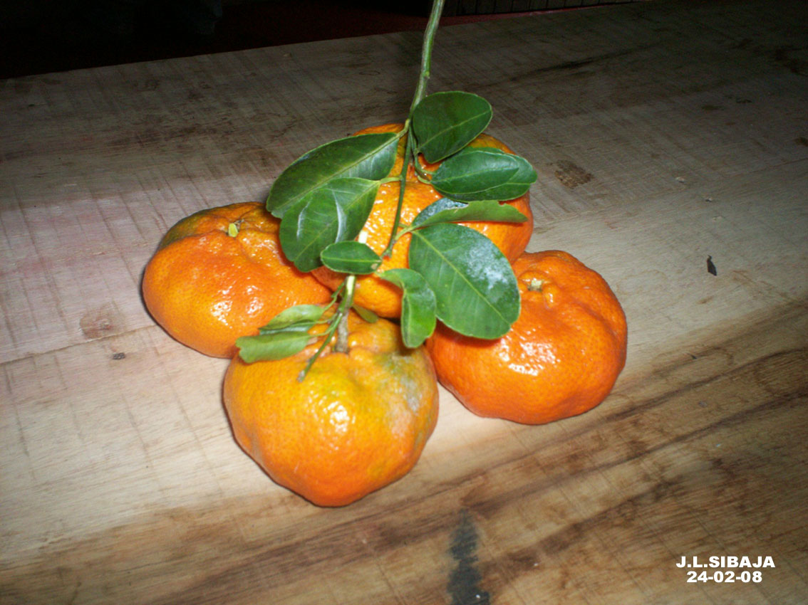 Foto de San Ignacio de Acosta (San José), Costa Rica