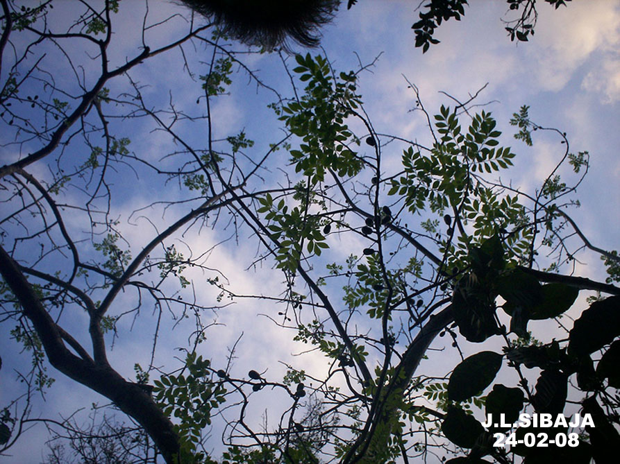 Foto de San Ignacio de Acosta (San José), Costa Rica