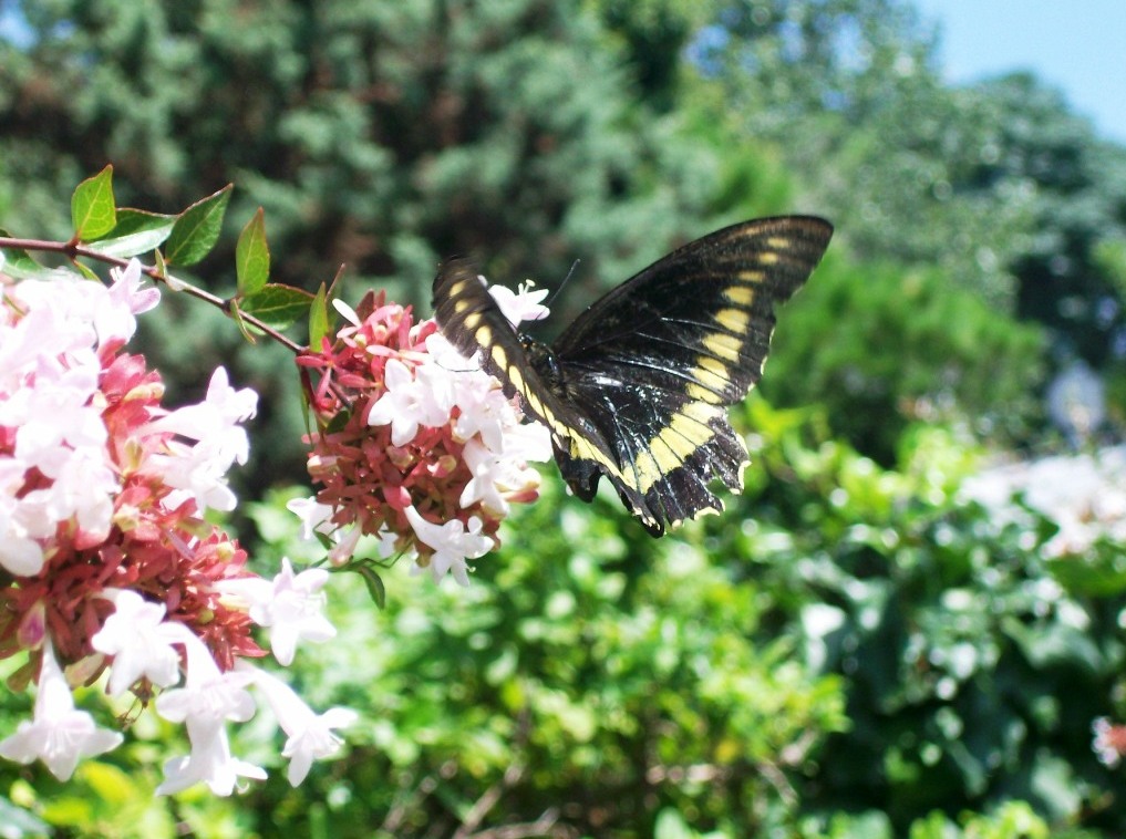 Foto de Bialet Masse, Argentina