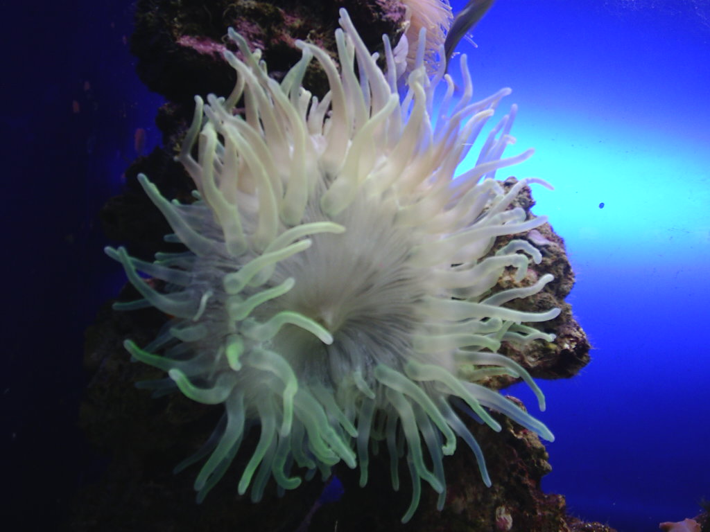 Foto de Puerto de la Cruz (Santa Cruz de Tenerife), España