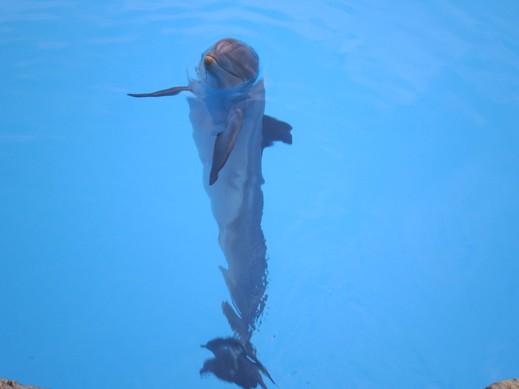 Foto de Puerto de la Cruz (Santa Cruz de Tenerife), España