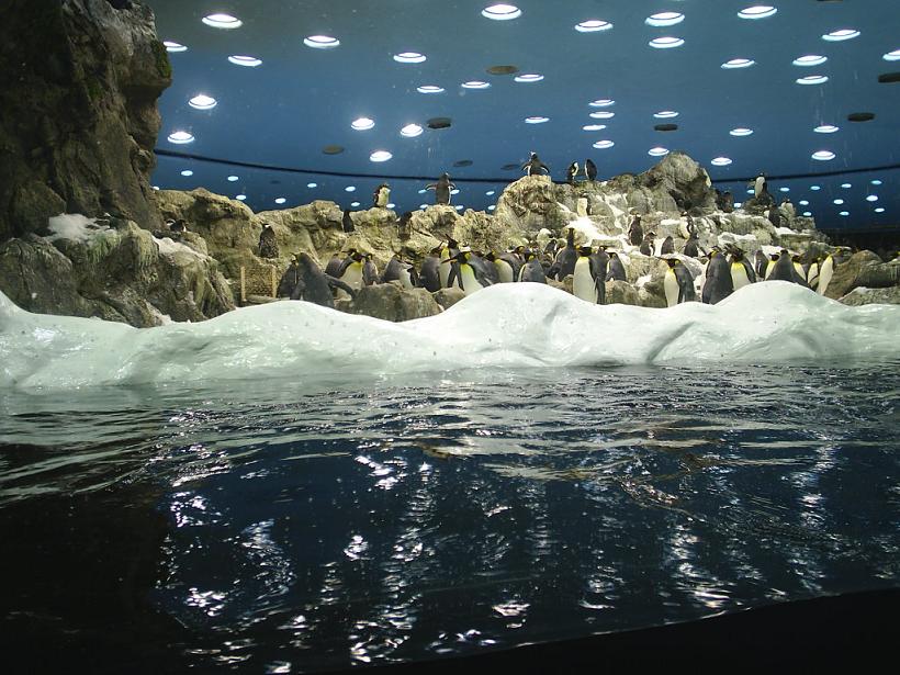 Foto de Puerto de la Cruz (Santa Cruz de Tenerife), España