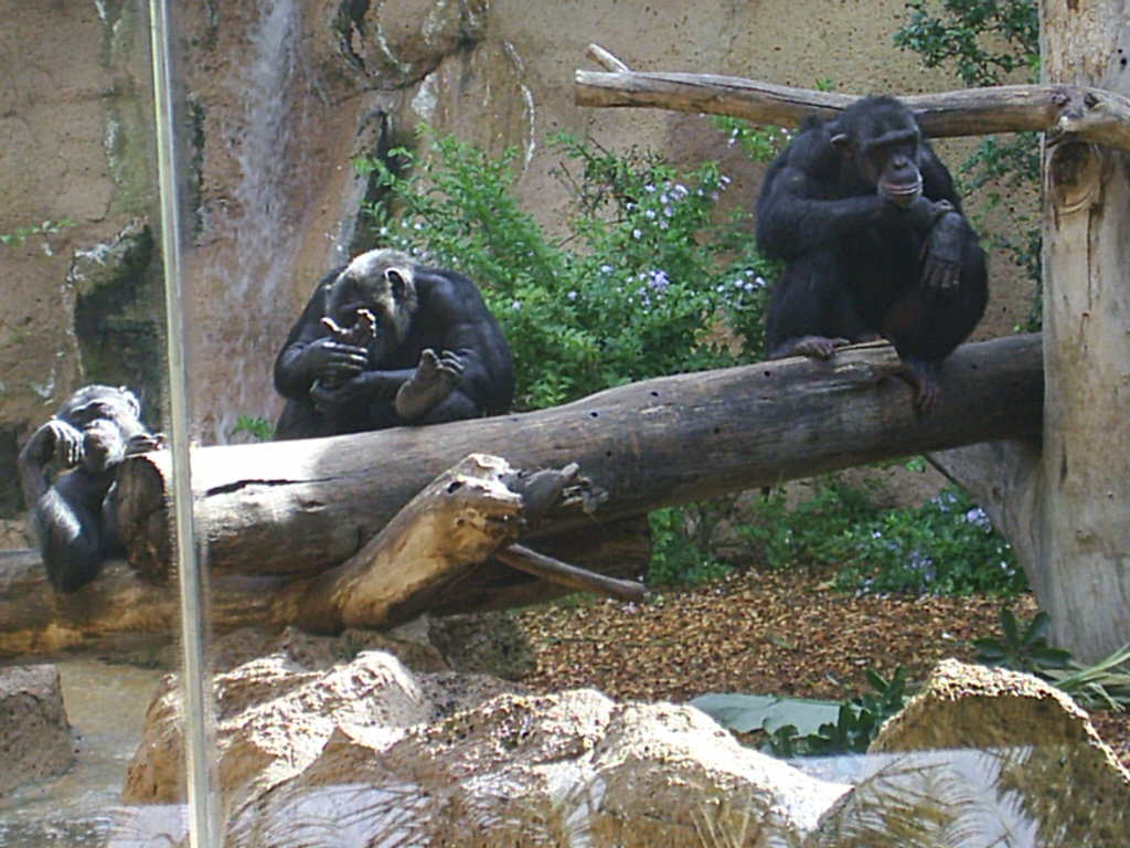 Foto de Puerto de la Cruz (Santa Cruz de Tenerife), España