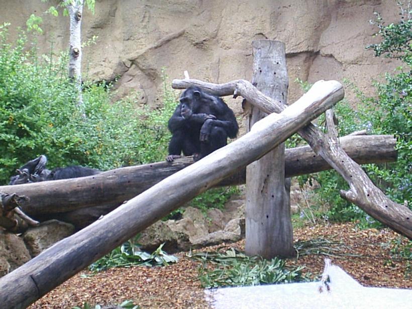 Foto de Puerto de la Cruz (Santa Cruz de Tenerife), España