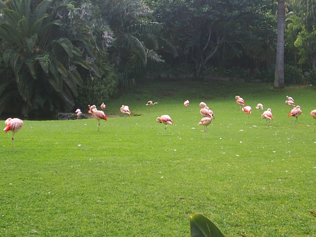 Foto de Puerto de la Cruz (Santa Cruz de Tenerife), España