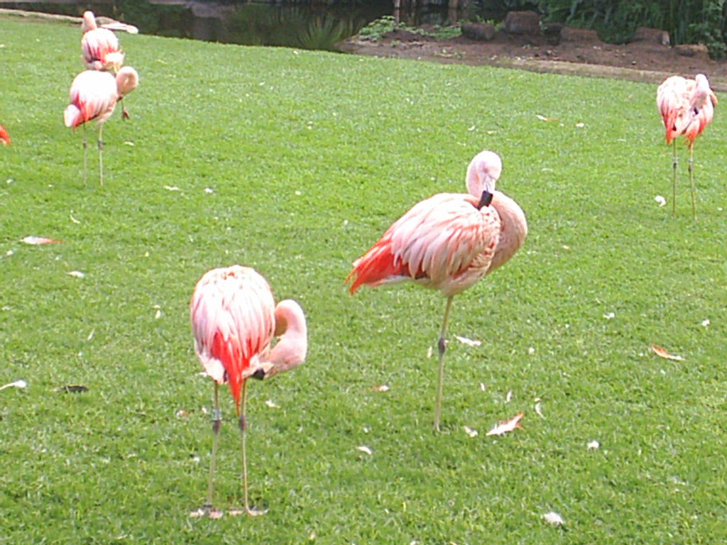 Foto de Puerto de la Cruz (Santa Cruz de Tenerife), España