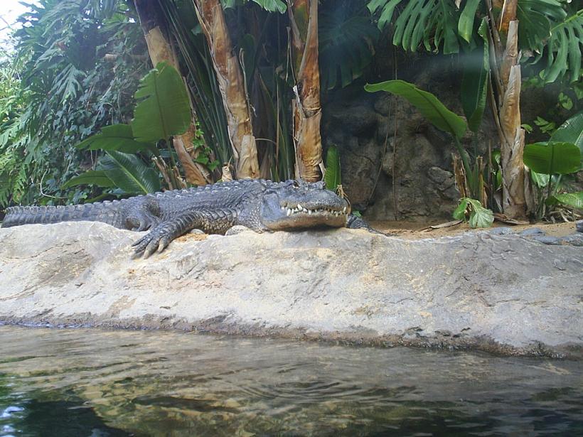 Foto de Puerto de la Cruz (Santa Cruz de Tenerife), España