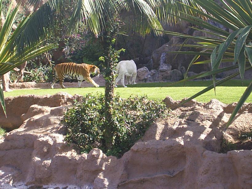 Foto de Puerto de la Cruz (Santa Cruz de Tenerife), España