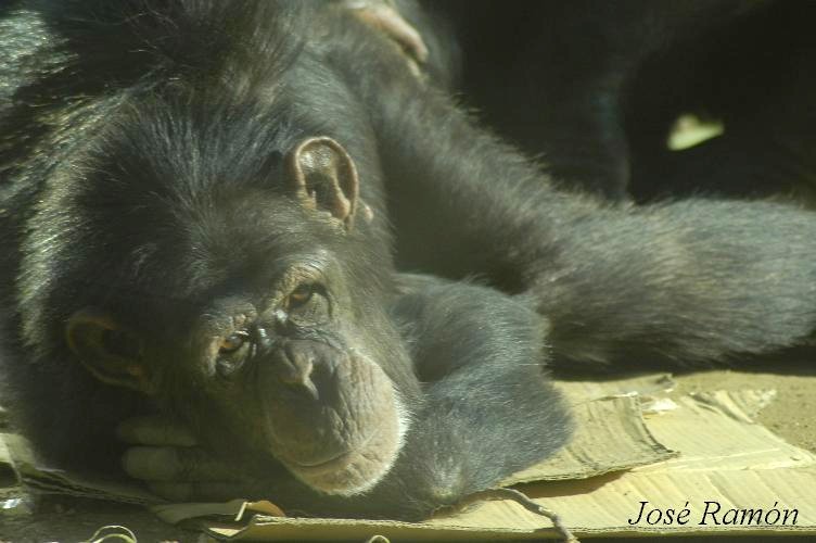 Foto de Jerez de la Frontera (Cádiz), España