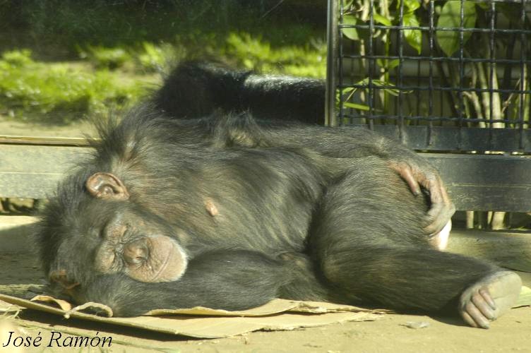 Foto de Jerez de la Frontera (Cádiz), España