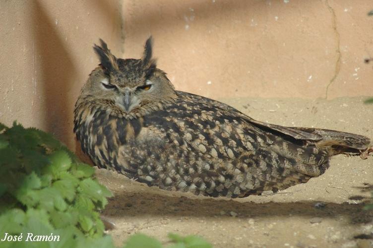 Foto de Jerez de la Frontera (Cádiz), España