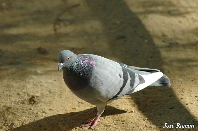 Foto de Jerez de la Frontera (Cádiz), España