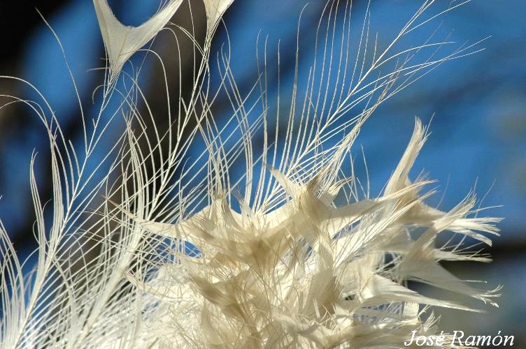 Foto de Jerez de la Frontera (Cádiz), España