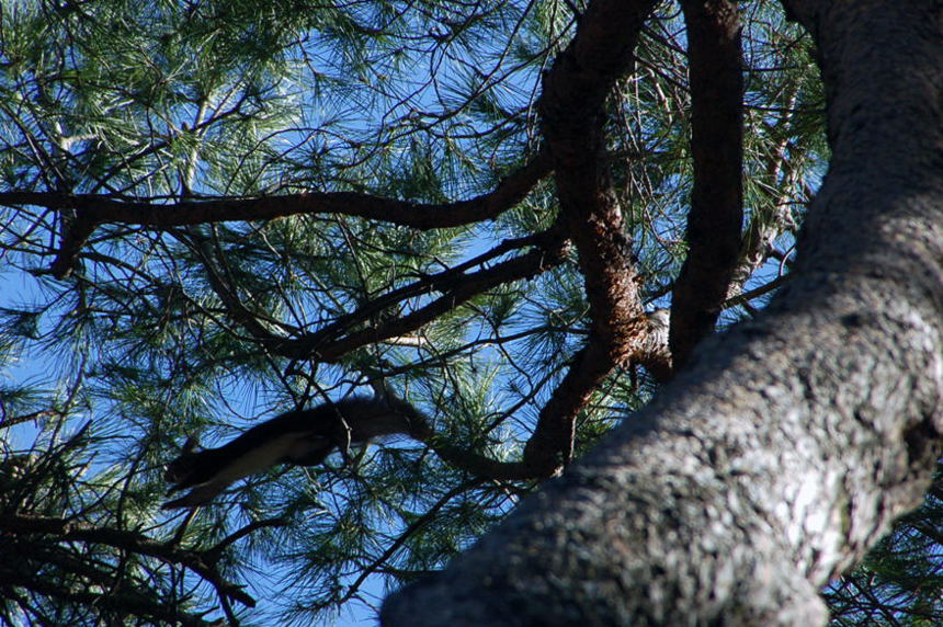 Foto de San Lorenzo de El Escorial (Madrid), España