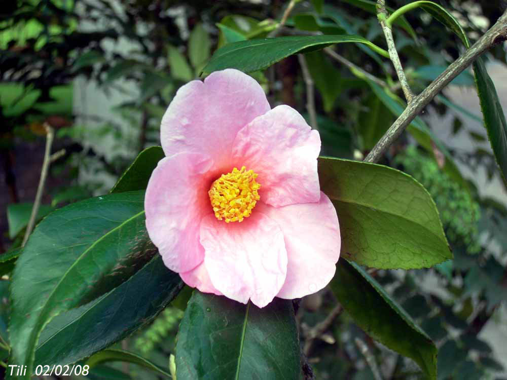 Foto de Oviedo (Asturias), España
