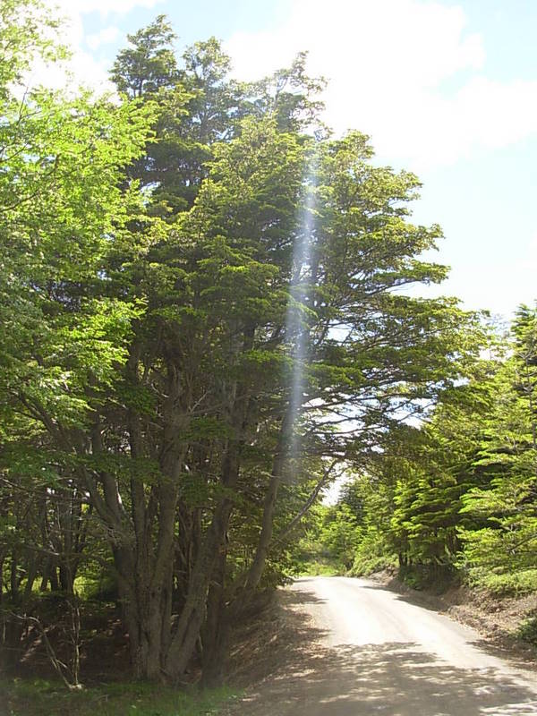 Foto de Punta Arenas, Chile