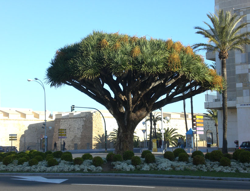 Foto de Cádiz (Andalucía), España