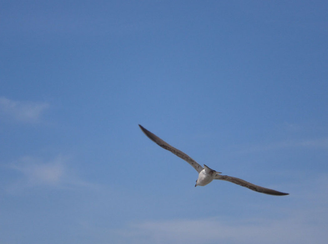 Foto de Cádiz (Andalucía), España