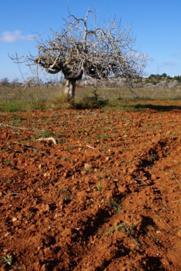 Foto de Ibiza - Eivissa (Illes Balears), España