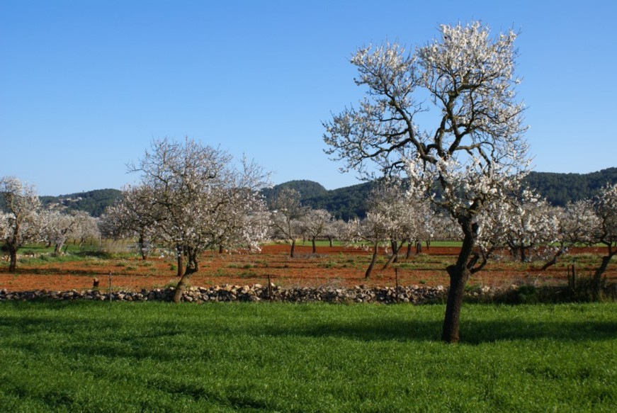 Foto de Ibiza - Eivissa (Illes Balears), España