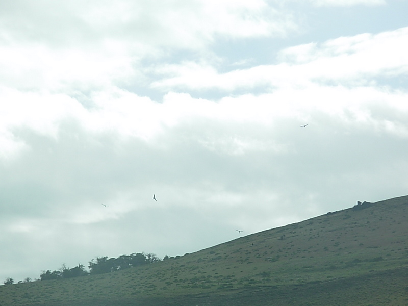 Foto de Puerto Natales, Chile