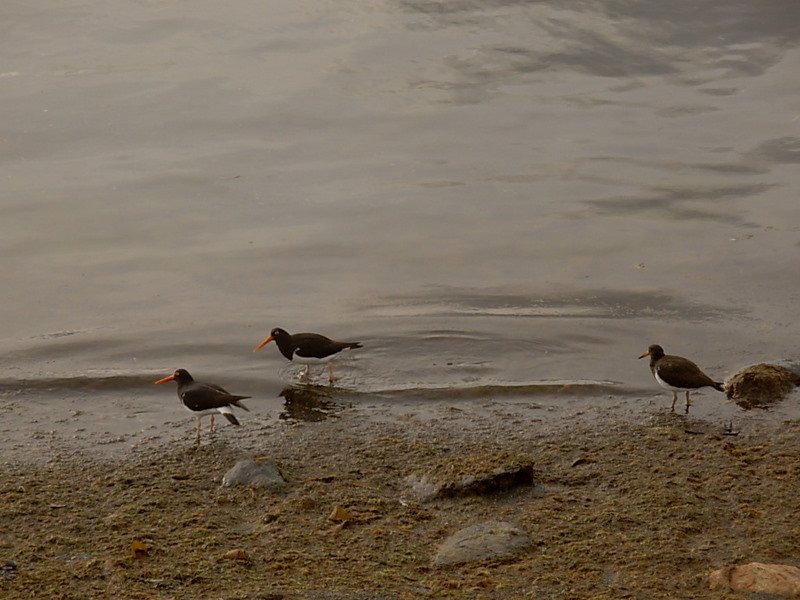 Foto de Puerto Natales, Chile