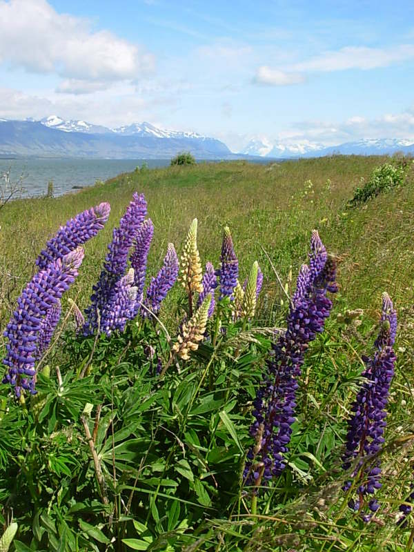 Foto de Puerto Natales, Chile