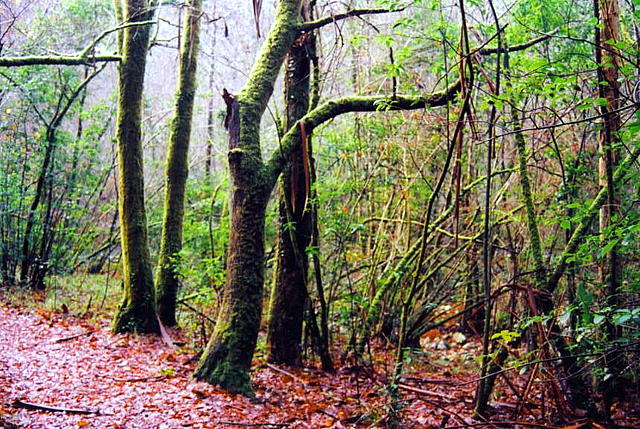 Foto de Pontedeume (A Coruña), España