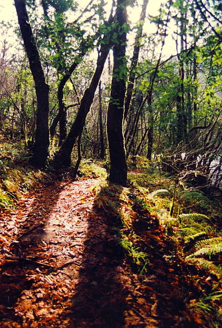 Foto de Pontedeume (A Coruña), España