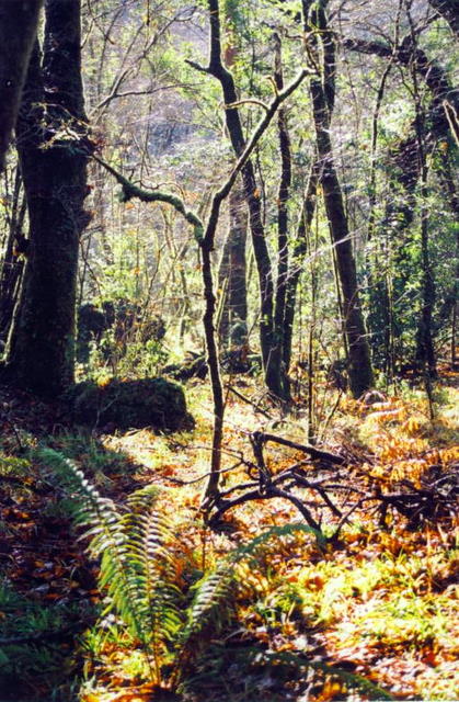 Foto de Pontedeume (A Coruña), España