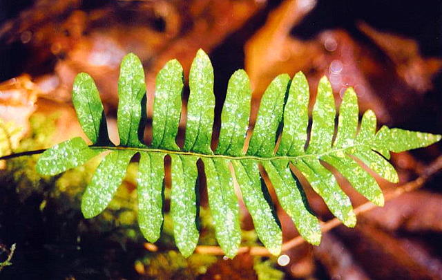Foto de Pontedeume (A Coruña), España