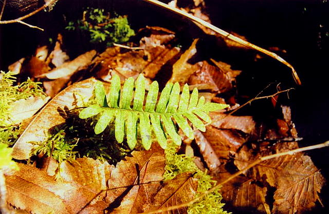 Foto de Pontedeume (A Coruña), España